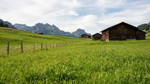 découvrez pourquoi les vaches suisses sont exceptionnellement interdites de pâturage en france cet été, impactant l'estivage traditionnel.