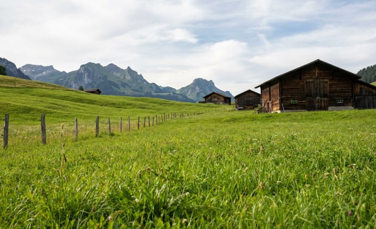 découvrez pourquoi les vaches suisses sont exceptionnellement interdites de pâturage en france cet été, impactant l'estivage traditionnel.