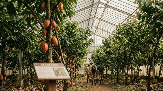 plongez dans une expérience unique de 5 heures au cœur d’immenses serres de cacaoyers et découvrez le futur grand parc entièrement dédié au chocolat, mêlant nature, innovation et gourmandise.