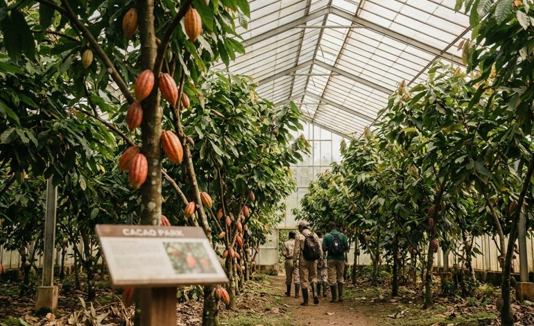 Une immersion de 5 heures au cœur d’immenses serres de cacaoyers : découvrez le futur grand parc entièrement dédié au chocolat en …
