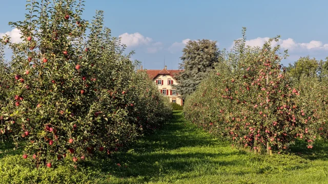 En Suisse, une fraude gourmande : du jus de pomme déguisé en vinaigre balsamique de luxe