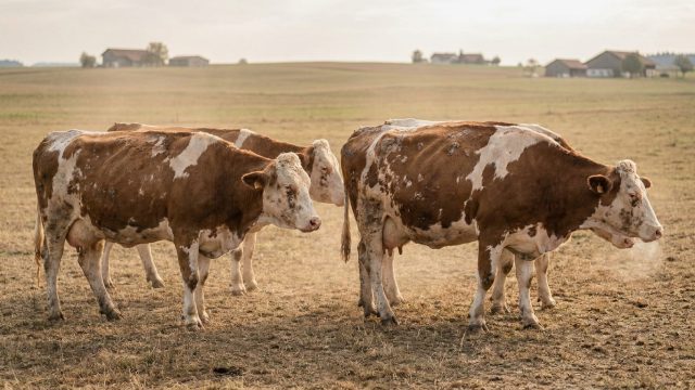 découvrez comment la dermatose exclut les vaches suisses des alpages français, les obligeant à vivre en plaine où elles rencontrent des difficultés respiratoires.