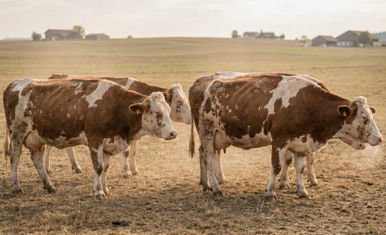 Victimes de la dermatose et exclues des alpages français, les vaches suisses peinent à respirer en plaine