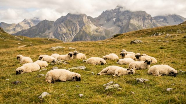 découvrez l'incident tragique en suisse où une quinzaine de moutons à nez noir ont été foudroyés sur un alpage, et ses conséquences sur l'élevage local.