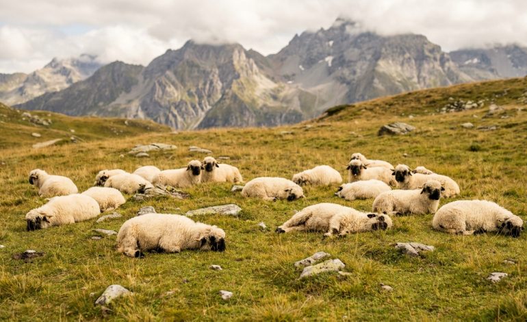 Suisse : Une Quinzaine de Moutons à Nez Noir Foudroyés sur un Alpage