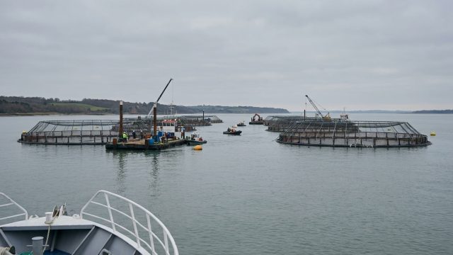 la construction d'une mégaferme à saumons en gironde approuvée par l’état suscite l'opposition de 10 ong qui dénoncent les impacts environnementaux et sociaux du projet.