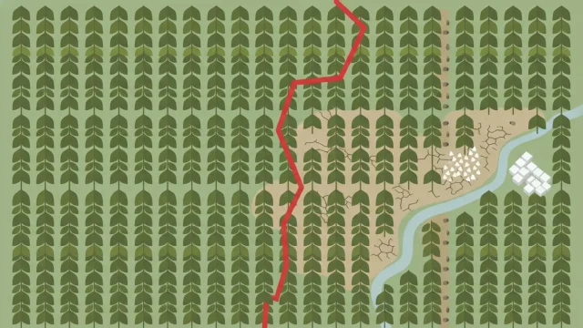 Vue aérienne d'une plantation de teck au Costa Rica, avec rangées d'arbres et terrain vallonné.